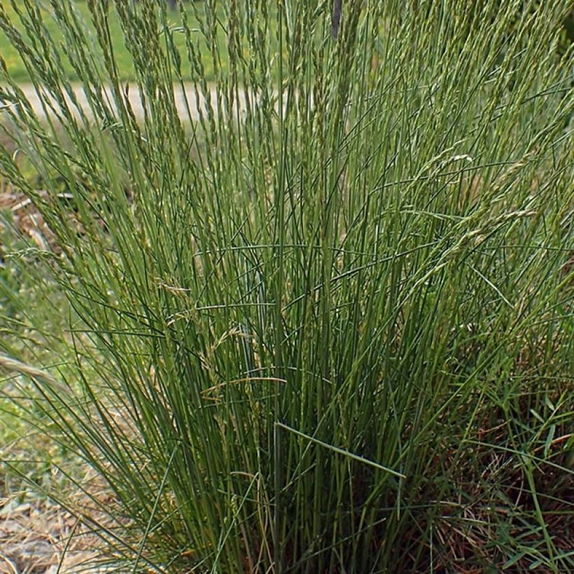 Lampaannata - Festuca ovina (Lehvistö)