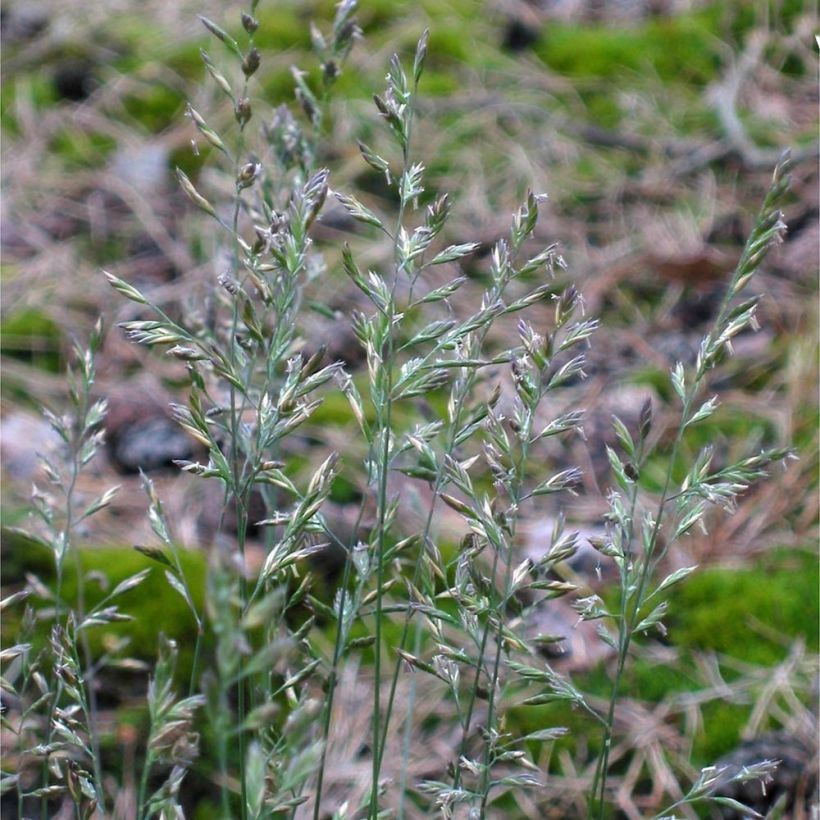 Lampaannata - Festuca ovina (Kukinta)