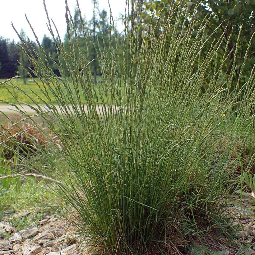Lampaannata - Festuca ovina (Kasvutapa)