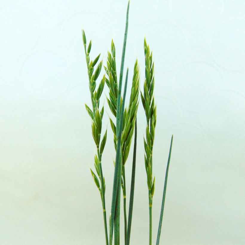 Kääpiönata Glaucantha (Kukinta)