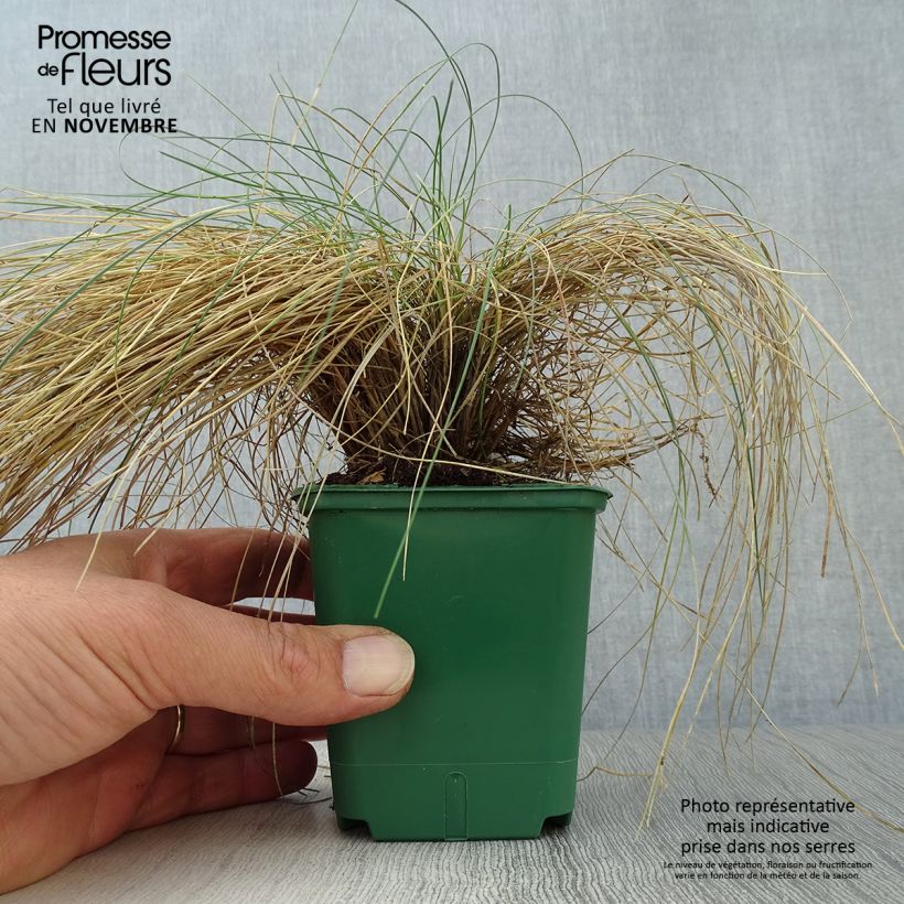 Esimerkki syksyllä toimitetusta Kääpiönata Glaucantha 8/9 cm taimiruukku-taimesta