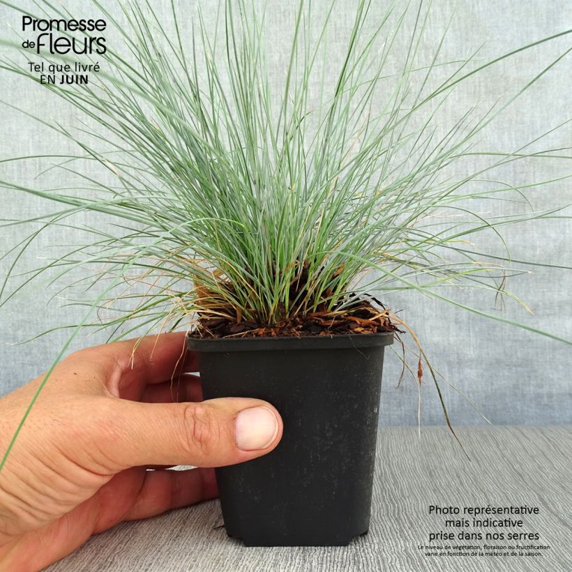 Esimerkki kesällä toimitetusta Kääpiönata Glaucantha Godet de 8/9 cm-taimesta