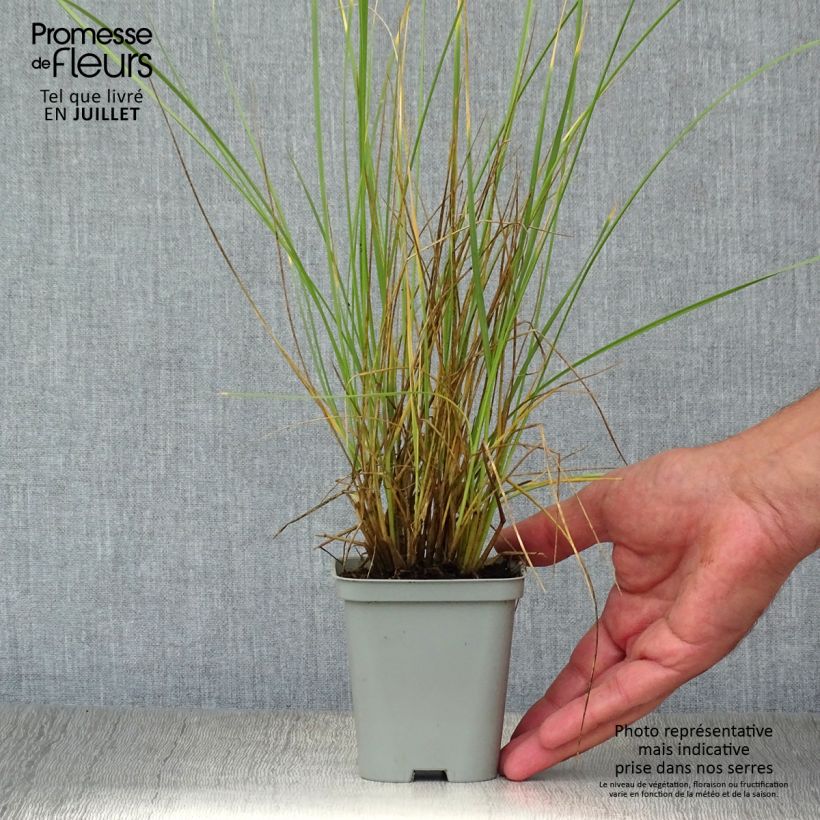 Esimerkki kesällä toimitetusta Atlasnata - Festuca mairei Godet de 8/9 cm-taimesta