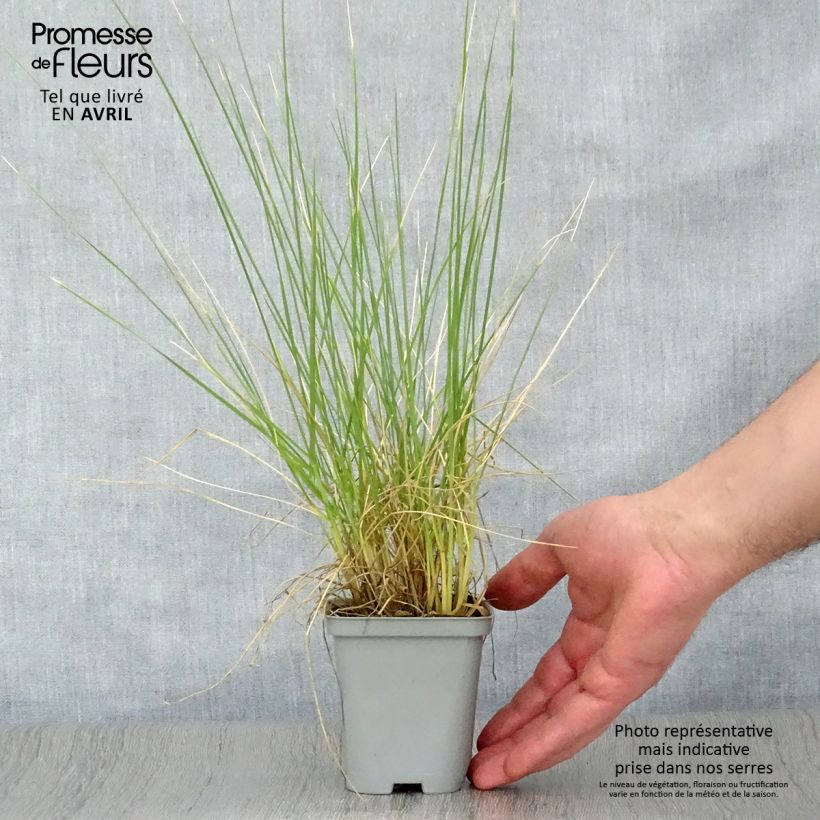 Example of Atlasnata - Festuca mairei Godet de 8/9 cm as you get in printemps