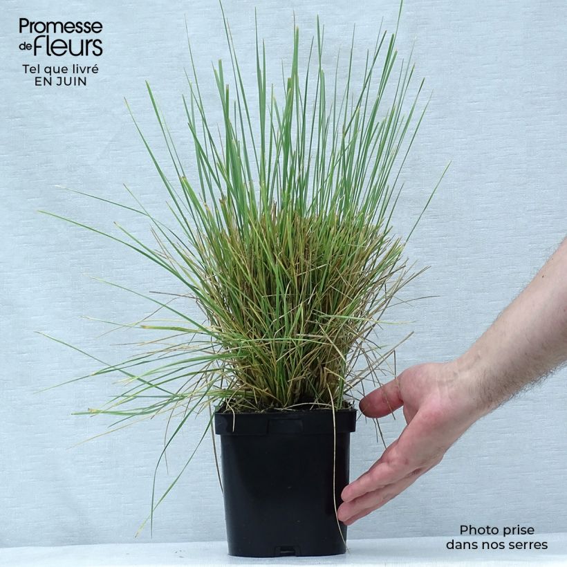 Esimerkki kesällä toimitetusta Atlasnata - Festuca mairei Pot de 2L/3L-taimesta
