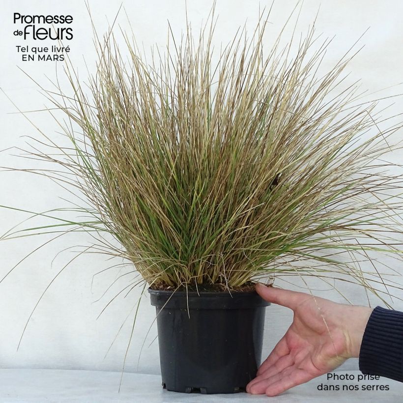 Example of Atlasnata - Festuca mairei Pot de 2L/3L as you get in printemps