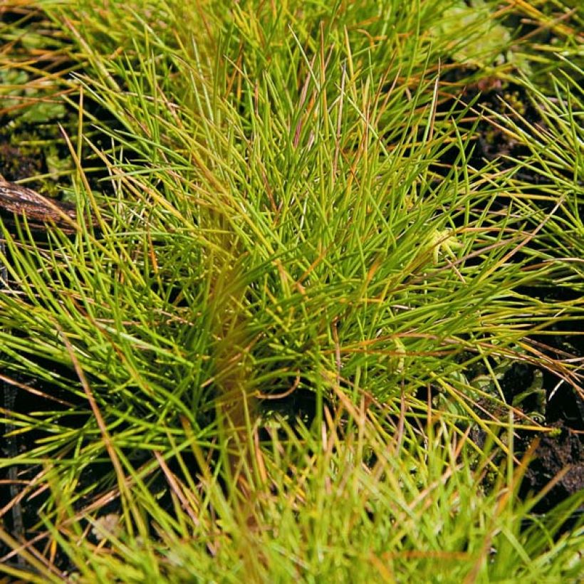 Siniheinä Golden Toupee (Lehvistö)