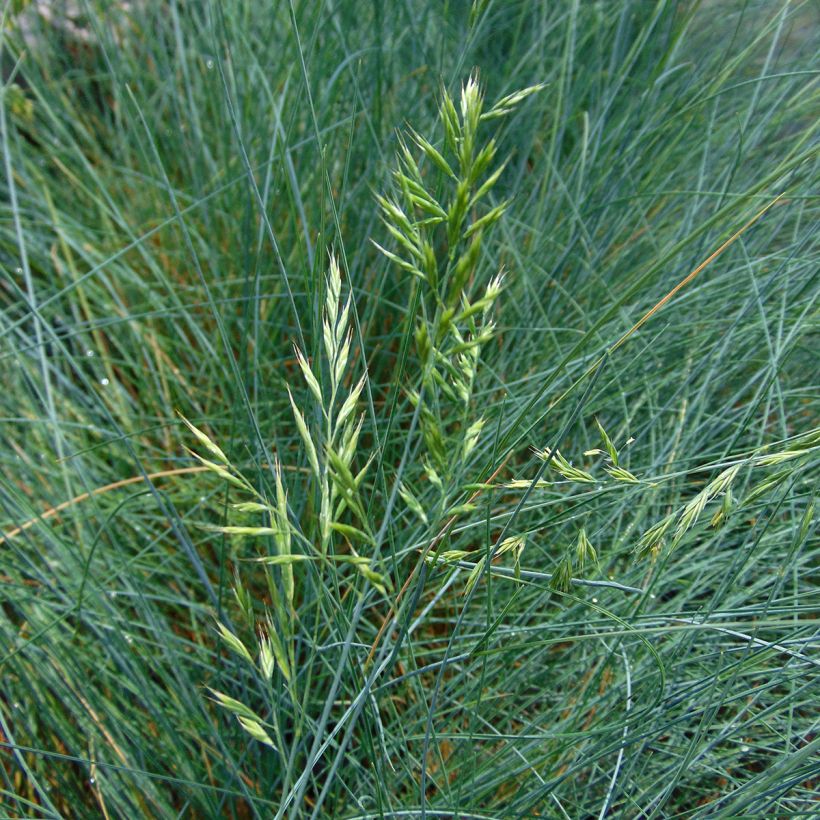 Lampaannata var. glauca (Kukinta)