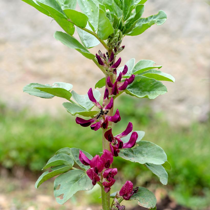 Härkäpapu Karmazyn Crimson Flowered (Kukinta)