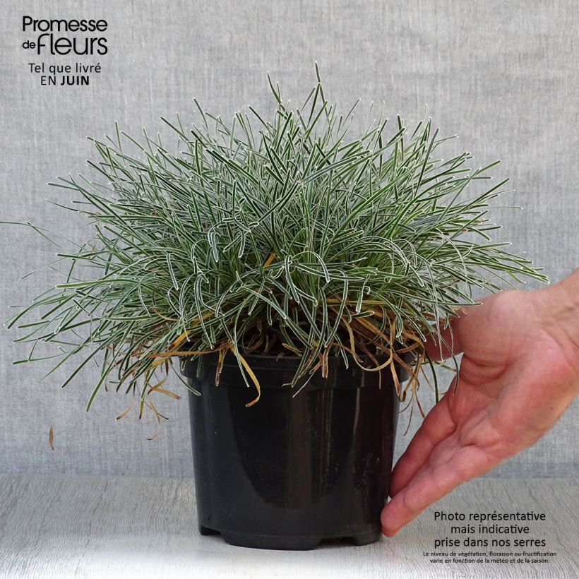 Esimerkki kesällä toimitetusta Ficinia truncata Ice Crystal Ruukku 2L / 3L-taimesta