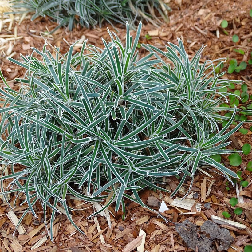 Ficinia truncata Ice Crystal (Kasvutapa)