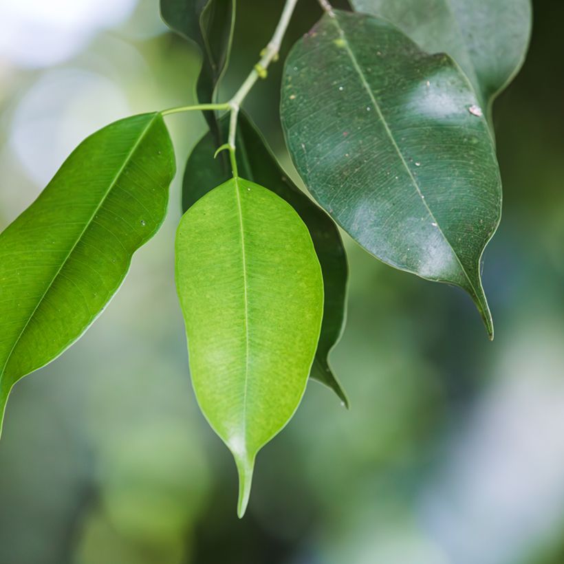 Limoviikuna Exotica (Lehvistö)