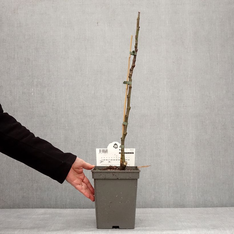 Esimerkki talvella toimitetusta Figuier Icecrystal  Pot de 4L/5L, Scion-taimesta