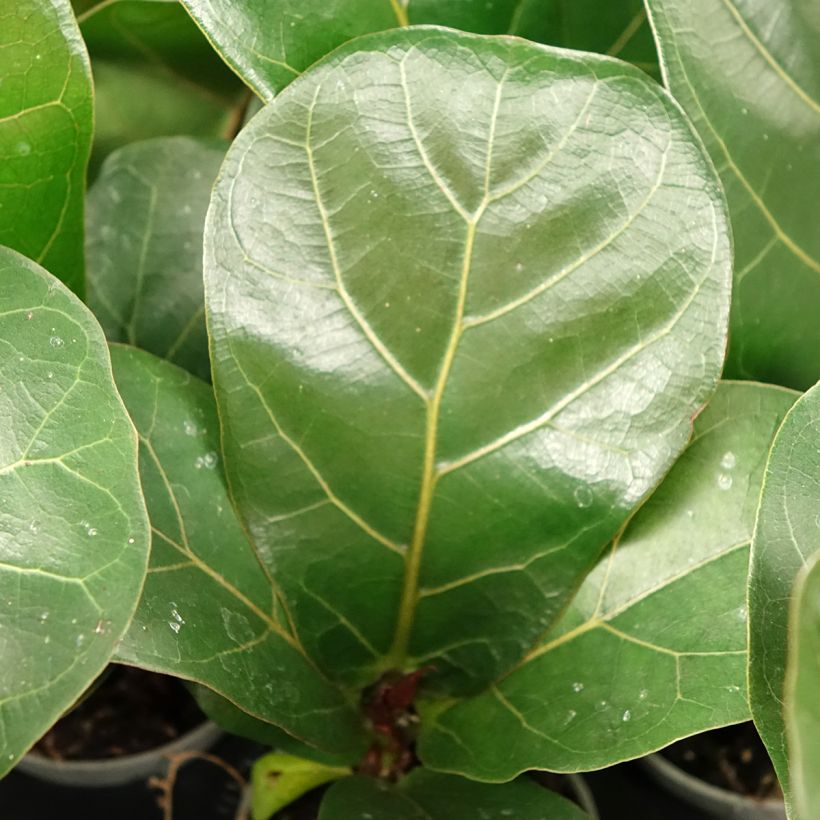 Lyyraviikuna - Ficus lyrata (Lehvistö)