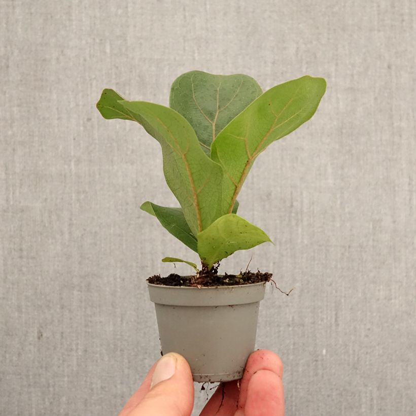 Esimerkki keväällä toimitetusta Lyyraviikuna - Ficus lyrata Minikasvi-taimesta