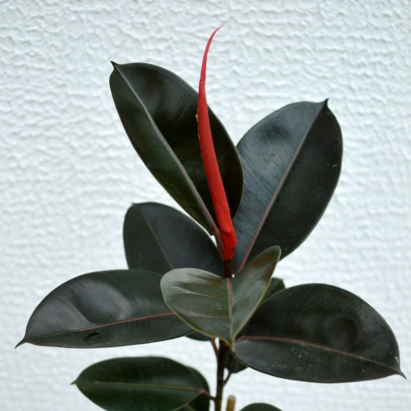 Kumiviikuna Burgundy (Lehvistö)