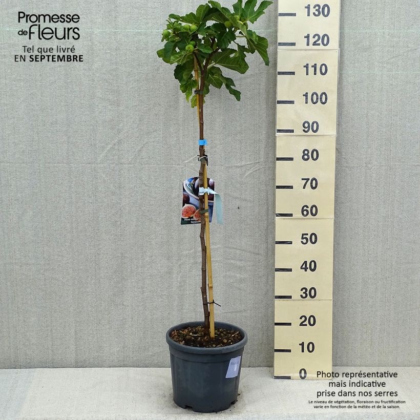 Esimerkki kesällä toimitetusta Figuier - Ficus carica Grise De Tarascon Pot de 12L/15L, Demi-Tige-taimesta