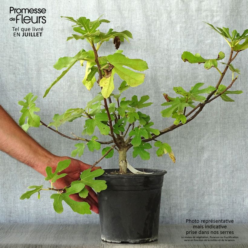 Esimerkki kesällä toimitetusta Figuier - Ficus carica Osborn's Prolific Pot de 4L/5L-taimesta