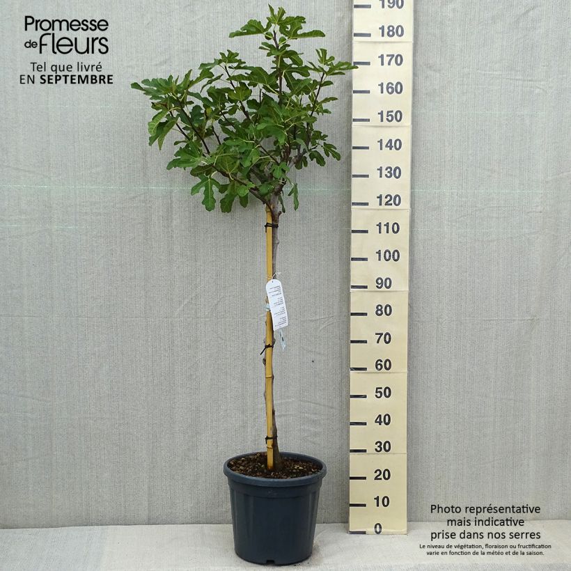 Esimerkki kesällä toimitetusta Figuier Ronde De Bordeaux - Ficus carica Pot de 7,5L/10L, Demi-Tige-taimesta