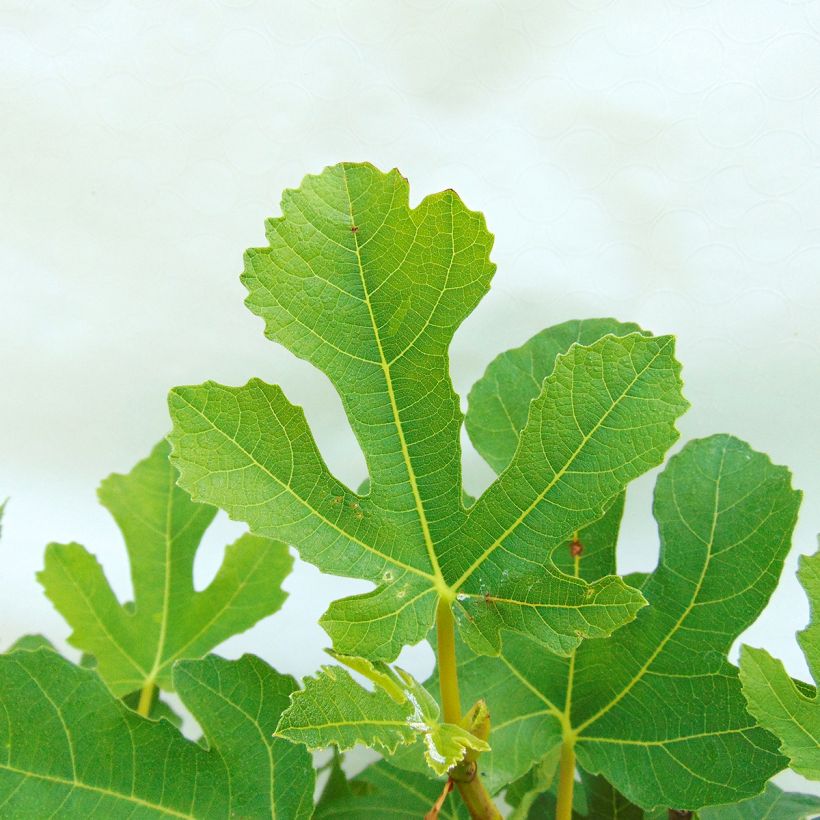 Aitoviikuna Goutte d'Or (Lehvistö)
