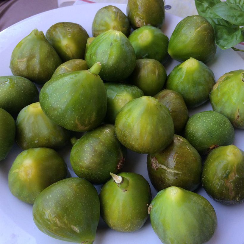 Aitoviikuna Gustis Ficcolino (Sadonkorjuu)