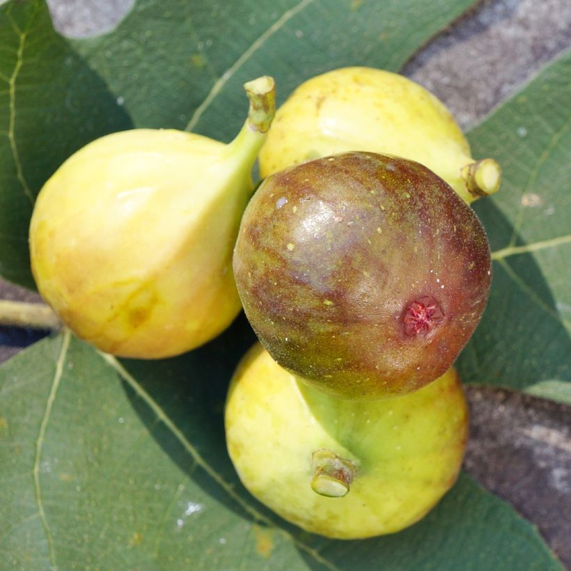 Figuier Madeleine des 2 saisons (Flowering)