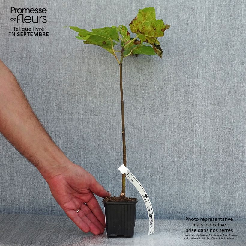 Esimerkki kesällä toimitetusta Figuier Noire de Bellone - Ficus carica Godet de 8/9 cm-taimesta