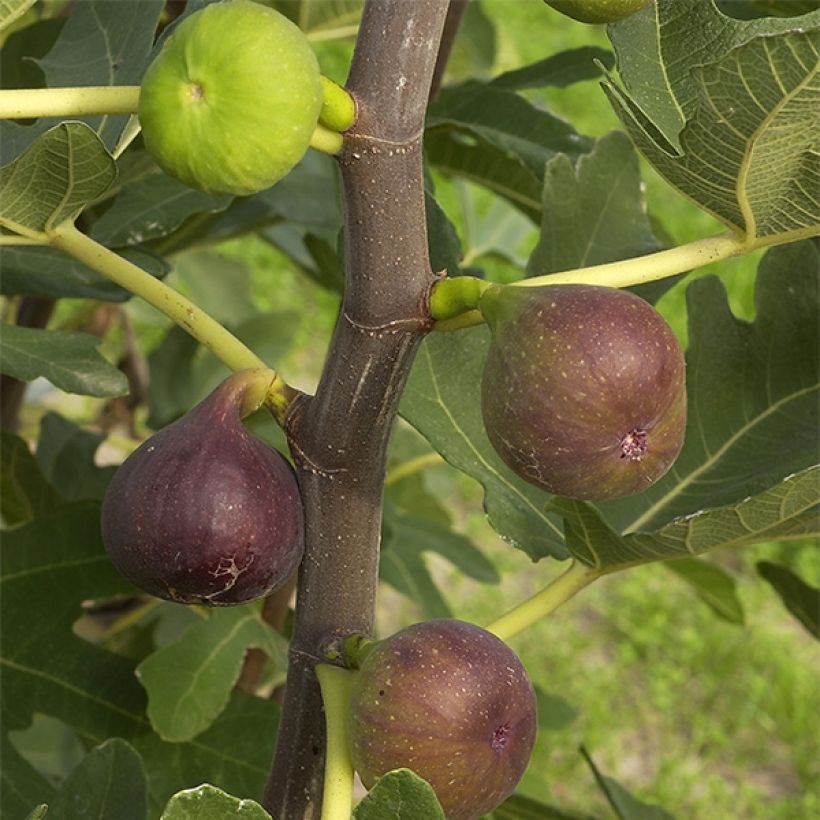 Aitoviikuna Rouge de Bordeaux luomu (Sadonkorjuu)
