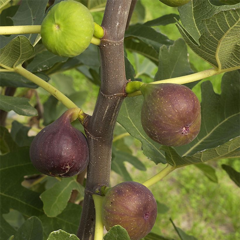 Aitoviikuna Rouge de Bordeaux (Sadonkorjuu)