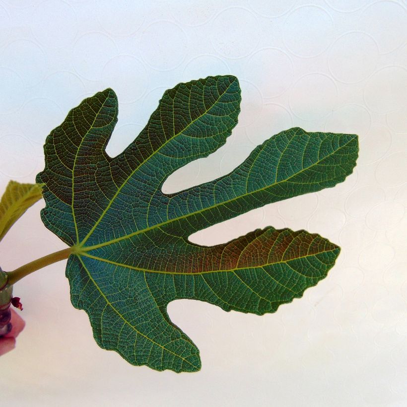 Aitoviikuna Rouge de Bordeaux (Lehvistö)