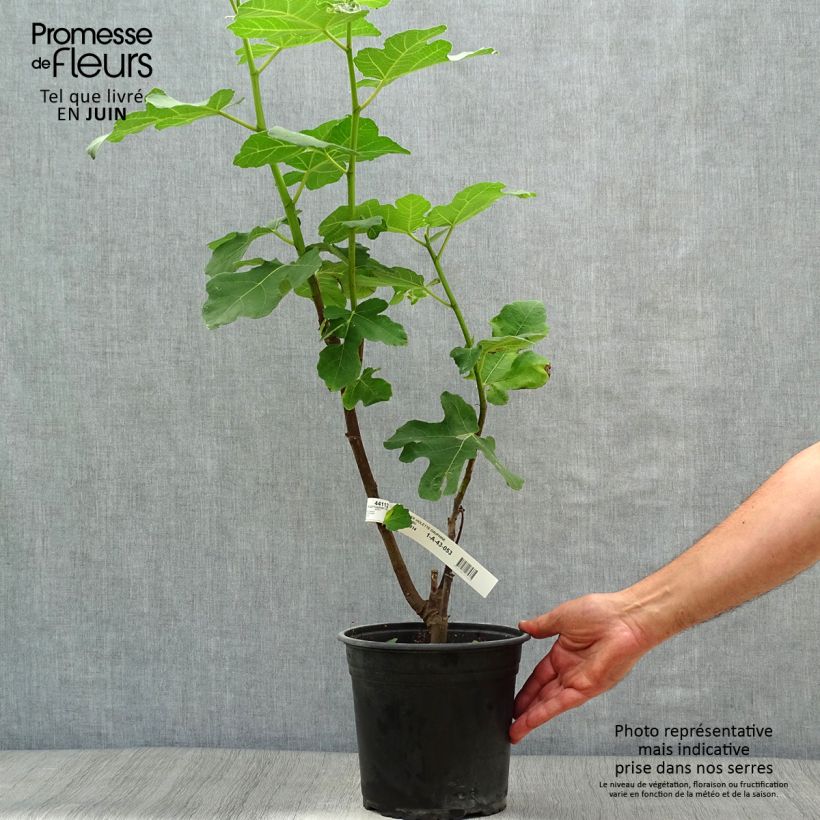Esimerkki kesällä toimitetusta Aitoviikuna Violette Dauphine - Ficus carica 2 litran/3 litran ruukku, Pensas-taimesta