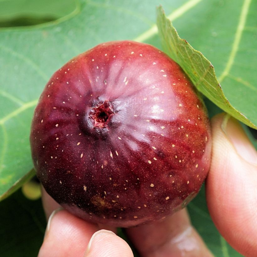 Aitoviikuna Violette Dauphine (Sadonkorjuu)