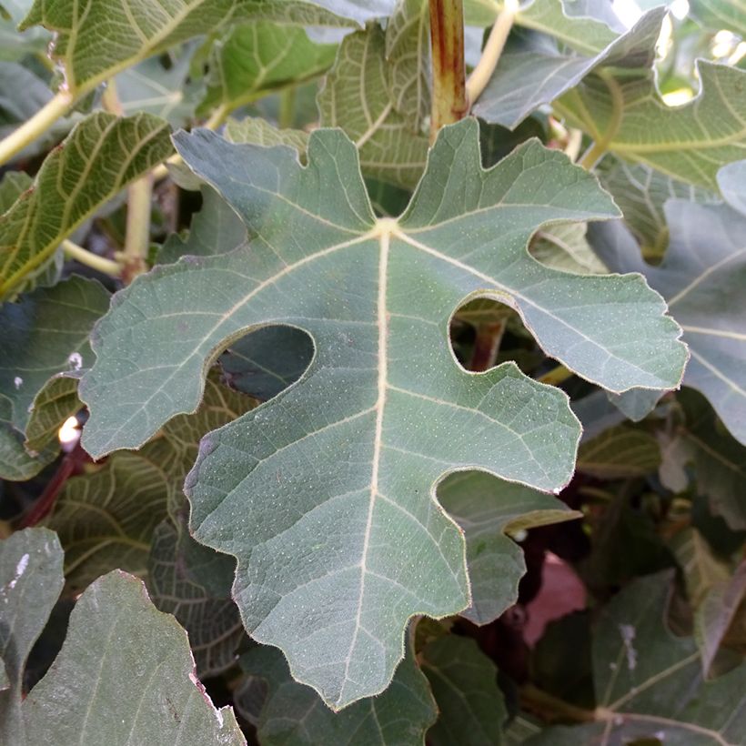 Aitoviikuna Violette Dauphine - Ficus carica (Lehvistö)