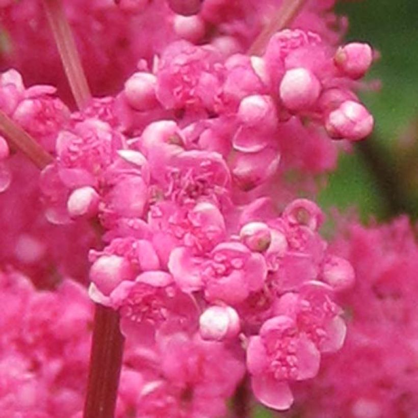 Ketomesiangervo - Filipendula purpurea (Kukinta)