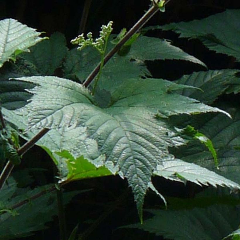 Jättimesiangervo - Filipendula camtschatica (Lehvistö)