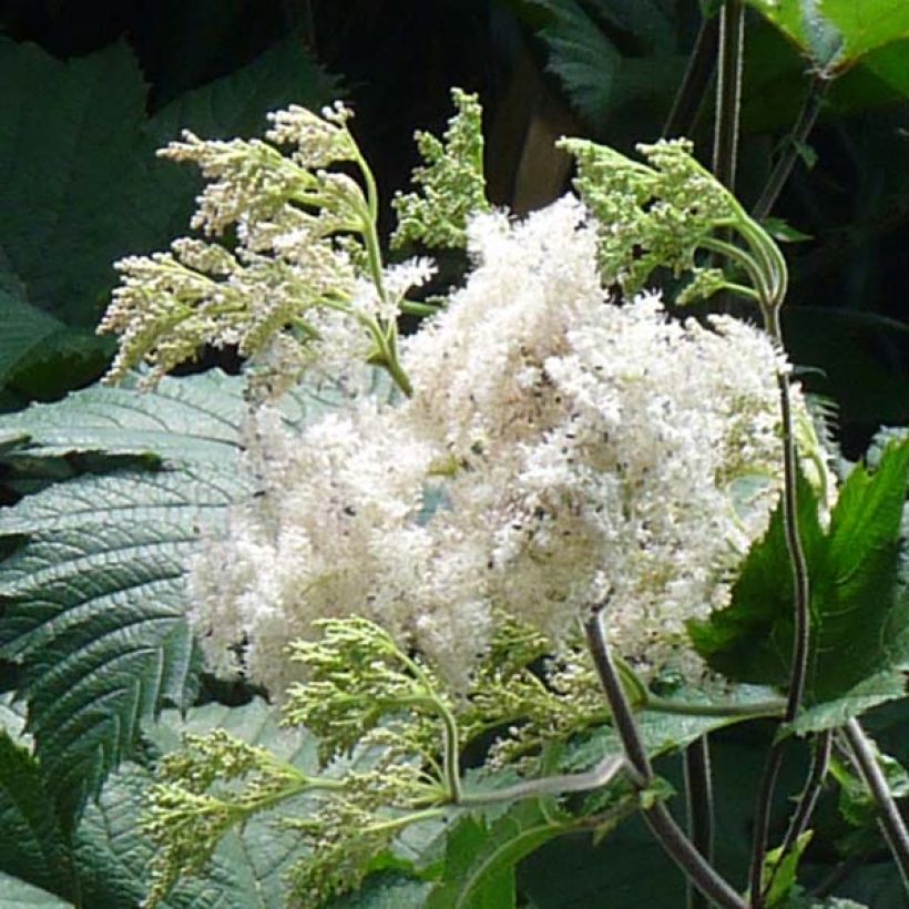 Jättimesiangervo - Filipendula camtschatica (Kukinta)
