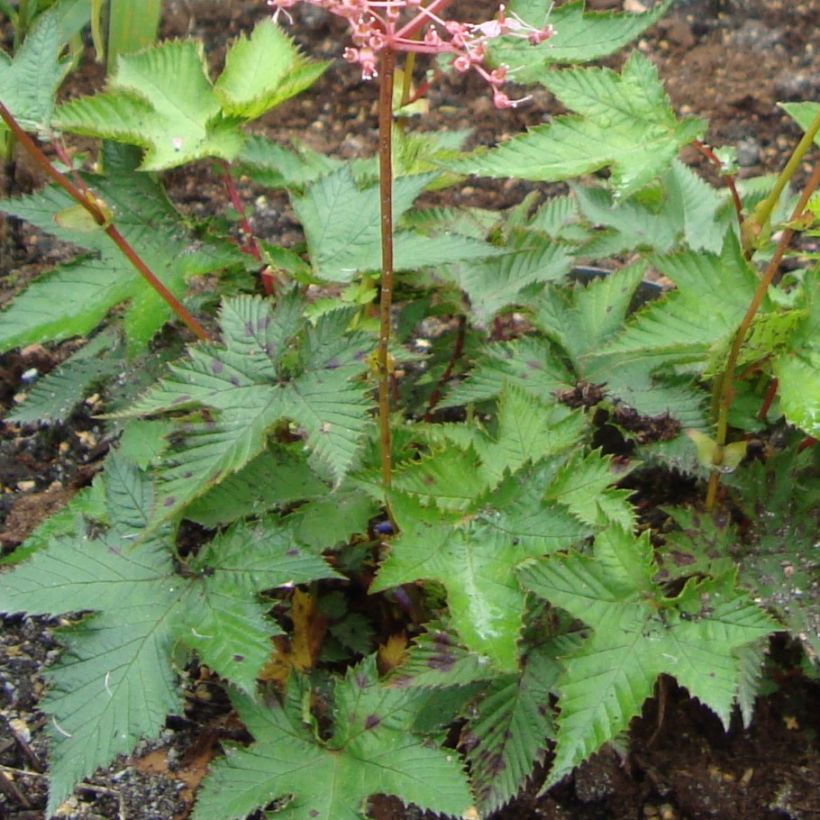 Rusomesiangervo - Filipendula multijuga (Lehvistö)