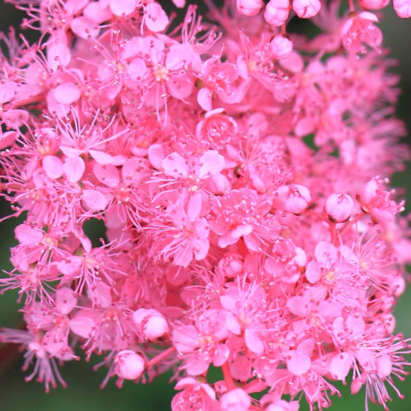 Rusomesiangervo - Filipendula multijuga (Kukinta)