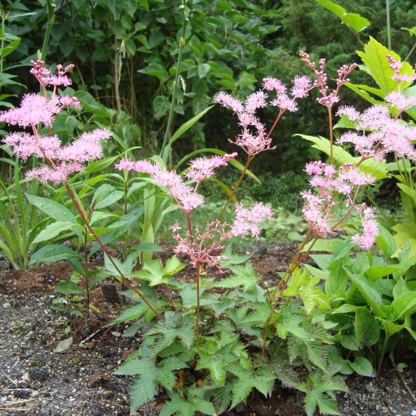 Rusomesiangervo - Filipendula multijuga (Kasvutapa)