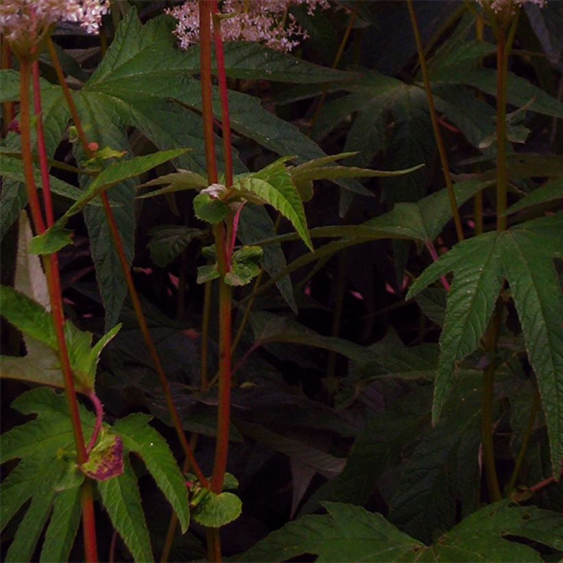 Idänmesiangervo - Filipendula palmata (Lehvistö)