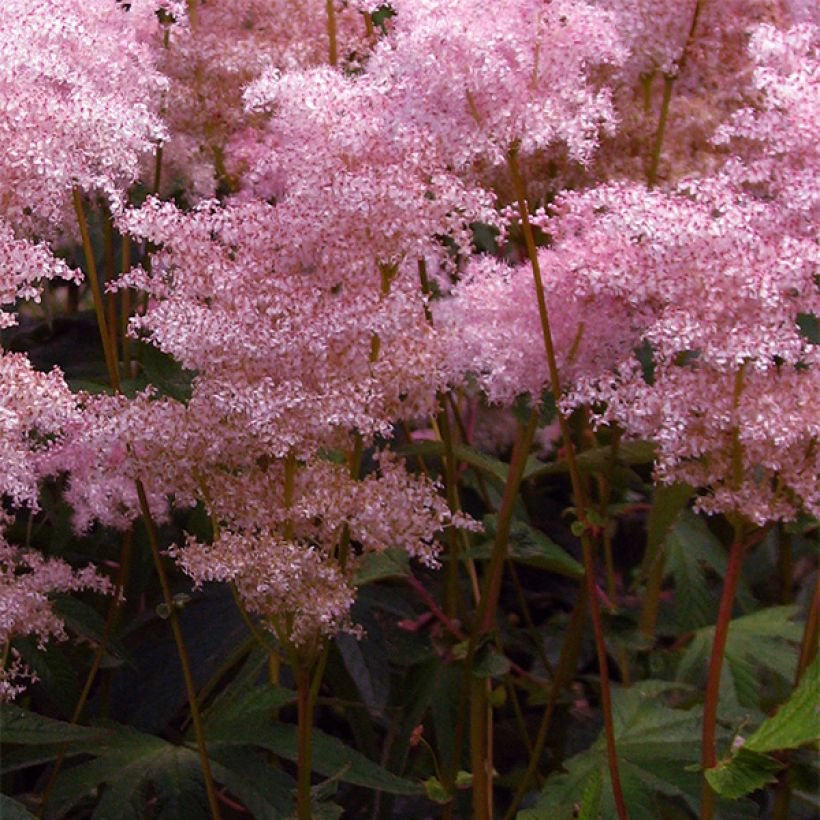 Idänmesiangervo - Filipendula palmata (Kukinta)