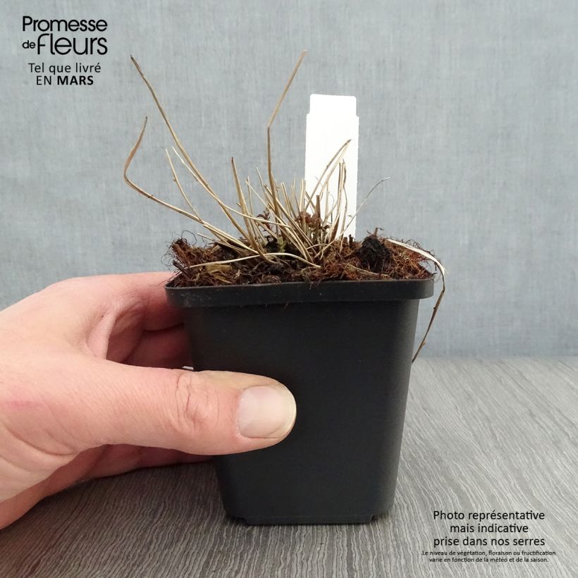 Esimerkki keväällä toimitetusta Idänmesiangervo - Filipendula palmata Godet de 8/9 cm-taimesta