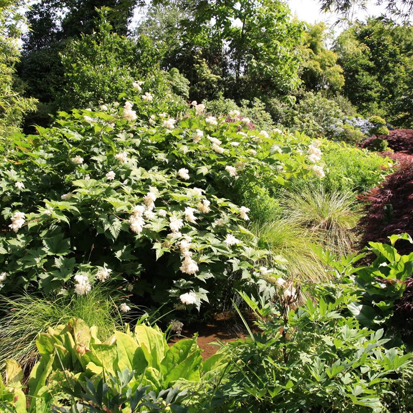 Idänmesiangervo - Filipendula palmata (Kasvutapa)