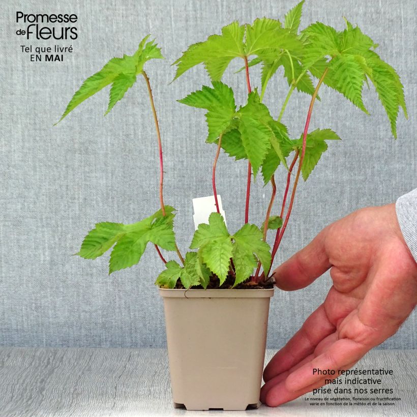 Esimerkki keväällä toimitetusta Ketomesiangervo - Filipendula purpurea Taimiruukku 8/9 cm-taimesta