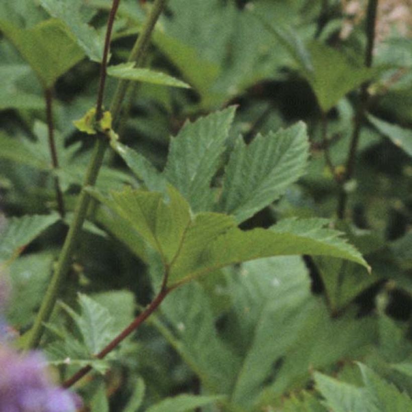 Ketomesiangervo Elegans (Lehvistö)