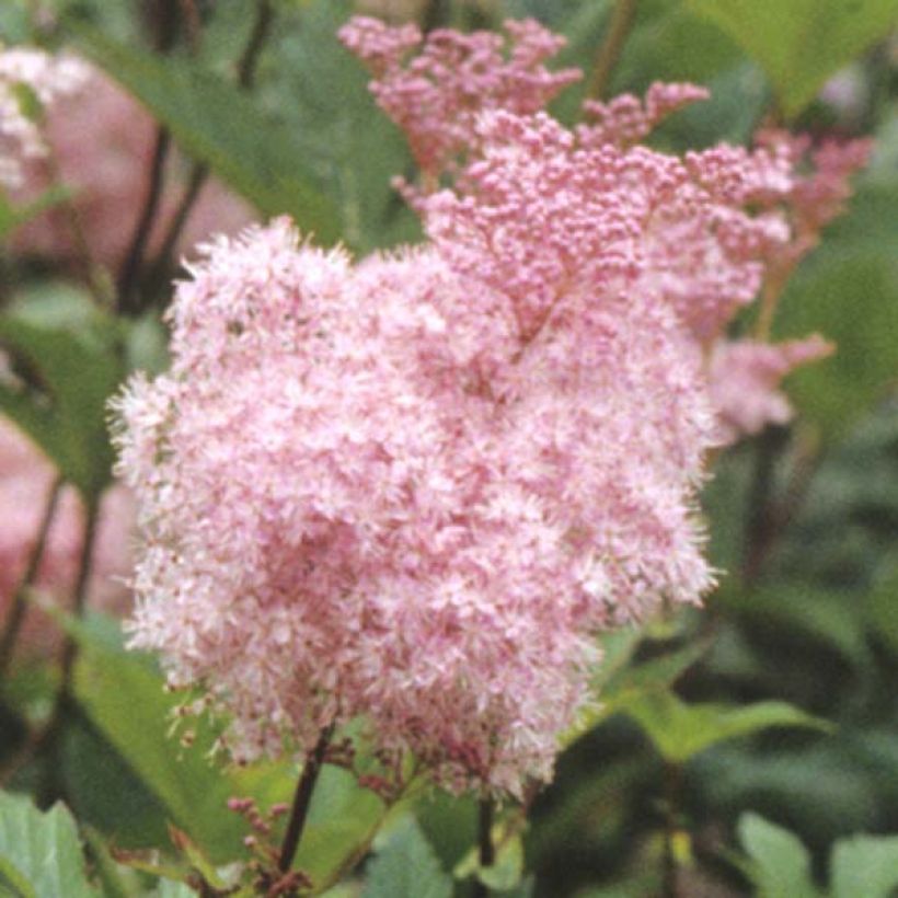 Ketomesiangervo Elegans (Kukinta)