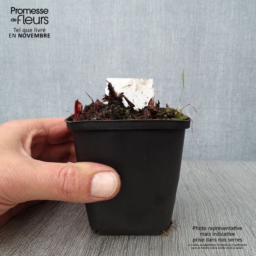 Esimerkki syksyllä toimitetusta Preeriamesiangervo Venusta 8/9 cm taimiruukku-taimesta