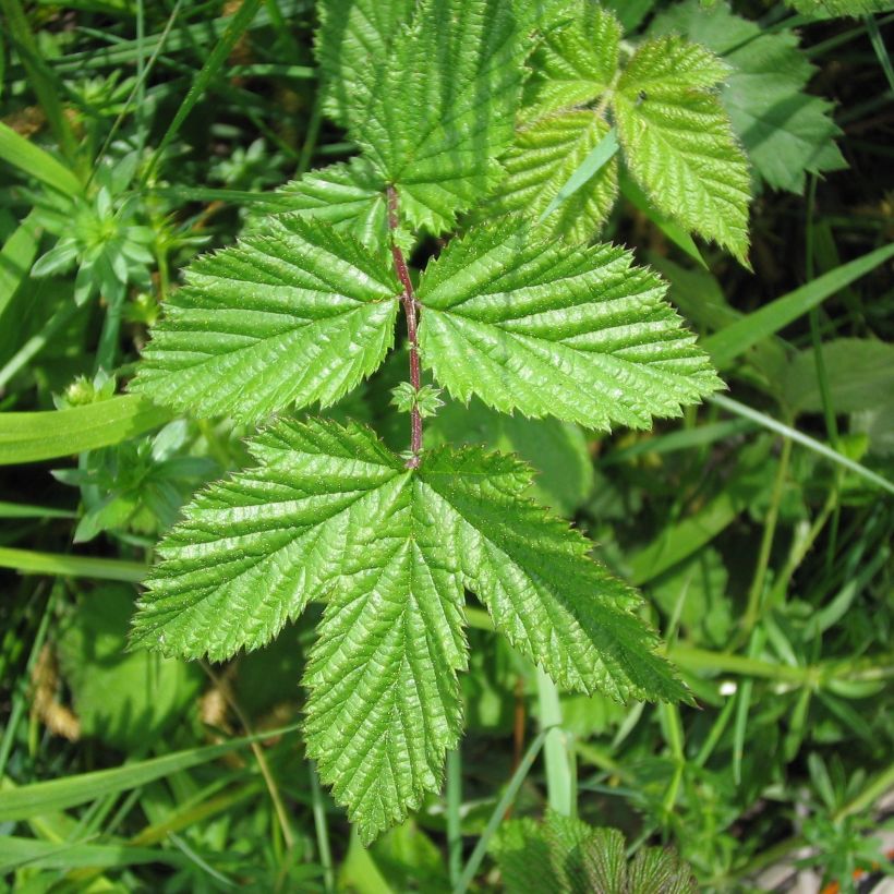 Mesiangervo - Filipendula ulmaria (Lehvistö)