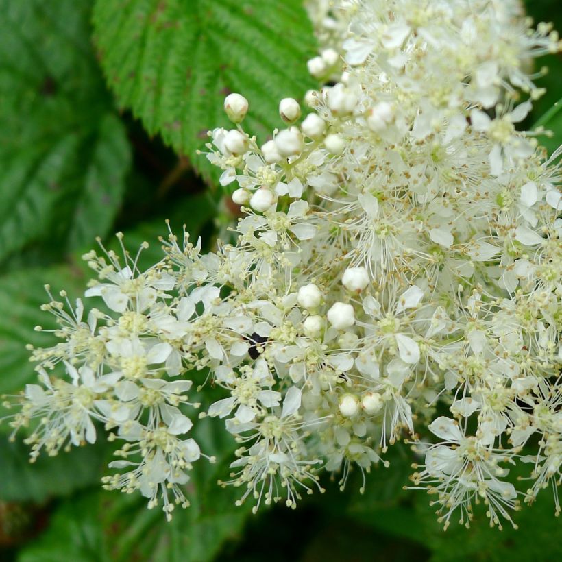 Mesiangervo - Filipendula ulmaria (Kukinta)