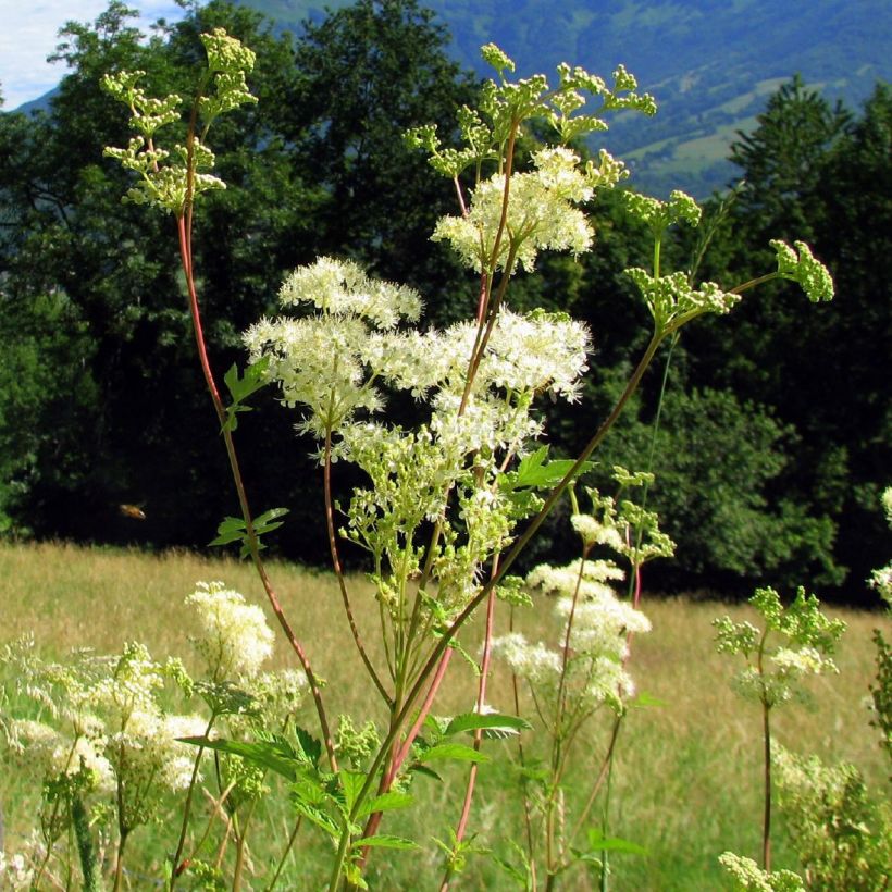 Mesiangervo - Filipendula ulmaria (Kasvutapa)